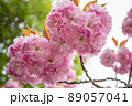 八重桜のアップ　横位置（背後にグリーン） 89057041