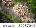 紫陽花のドライフラワーと小川 89057044