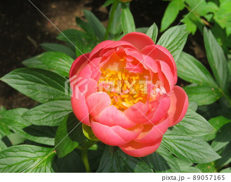 一重咲きの赤い芍薬コーラルキング 89057165