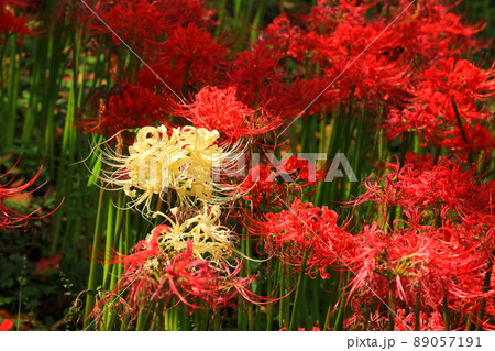 白一点の彼岸花 白一点の彼岸花 89057191
