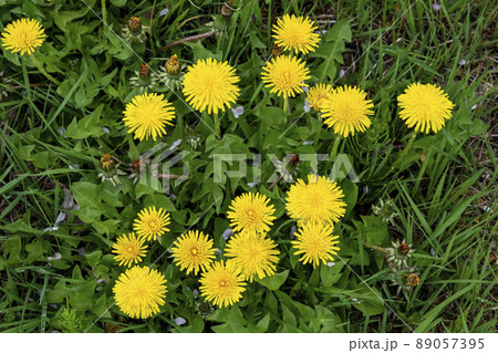 西洋タンポポ 西洋タンポポ 89057395