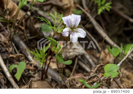 ヒゴスミレの花 ヒゴスミレの花 89057400
