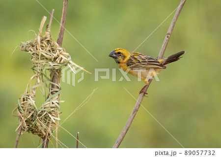 Image of male baya weaver nesting on nature background. Bird. Animals. Image of male baya weaver nesting on nature background. Bird. Animals. 89057732