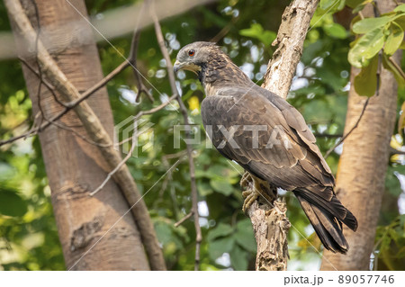 Image of oriental honey buzzard bird on a tree branch on nature background. Hawk. Animals. Image of oriental honey buzzard bird on a tree branch on nature background. Hawk. Animals. 89057746