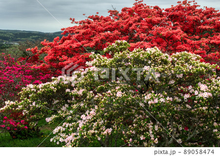 ピンクと赤色のつつじと低山からの眺望 89058474