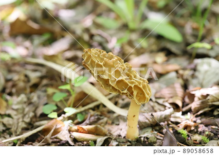 春を告げるアミガサタケ 春を告げるアミガサタケ 89058658