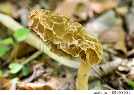 春を告げるアミガサタケ 89058659