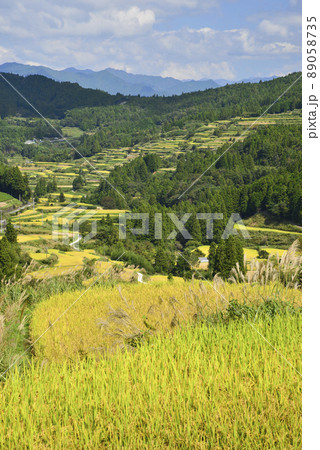 黄金色に染まる天空の棚田 黄金色に染まる天空の棚田 89058735