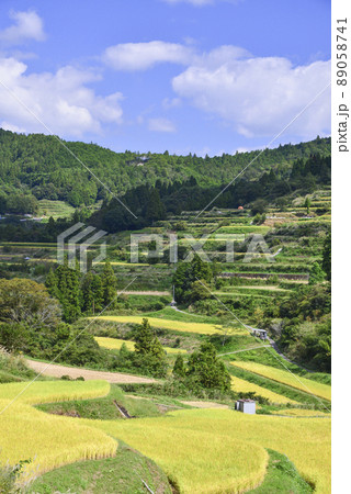 実りの棚田 実りの棚田 89058741