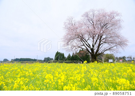 一本桜と菜の花 一本桜と菜の花 89058751