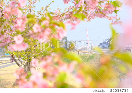 煙突と河津桜 89058752