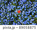 ネモフィラの中に赤い花が一輪 89058875
