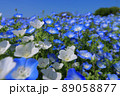 青と白のネモフィラ 89058877