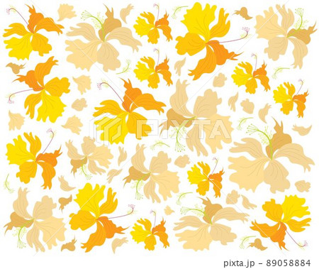 Fresh Yellow Hibiscus Flowers Background Fresh Yellow Hibiscus Flowers Background 89058884