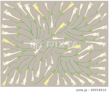 White Tuberose Flowers or Night Blooming Jasmine Background White Tuberose Flowers or Night Blooming Jasmine Background 89058910