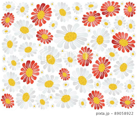 Cosmos, Bipinnatus, Aster, Bipinnatus, Asteraceae, Florescence, Fuchsia, Gerbera, Daisy, Marguerite, 89058922