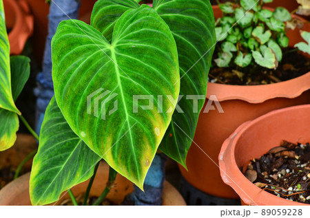 Philodendron Splendid leaf nature texture Philodendron Splendid leaf nature texture 89059228