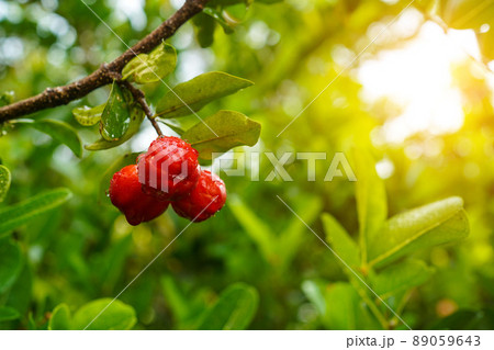 Fresh organic acerola cherries Thai fruit or acerola cherry on a tree with water droplets. Fresh organic acerola cherries Thai fruit or acerola cherry on a tree with water droplets. 89059643