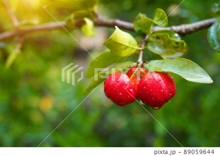 Fresh organic acerola cherries Thai fruit or acerola cherry on a tree with water droplets Fresh organic acerola cherries Thai fruit or acerola cherry on a tree with water droplets 89059644