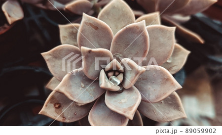 植物 工場 プランツ 89059902