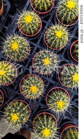 植物 工場 プランツ 89059906