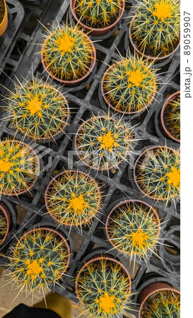 植物 工場 プランツ 89059907