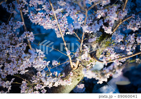 春の宵夜桜の綺麗な長門湯本温泉 春の宵夜桜の綺麗な長門湯本温泉 89060041