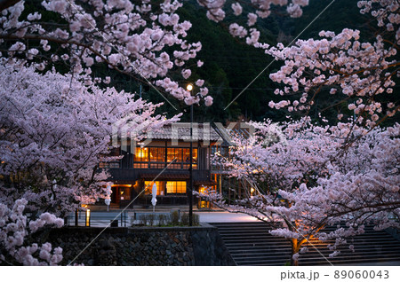 春の宵夜桜の綺麗な長門湯本温泉 89060043