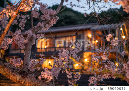 春の宵夜桜の綺麗な長門湯本温泉 89060051