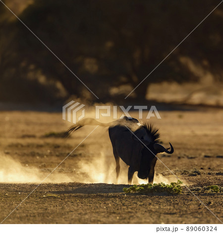 Blue wildebeest in Kgalagadi transfrontier park, South Africa 89060324