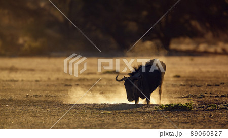 Blue wildebeest in Kgalagadi transfrontier park, South Africa 89060327