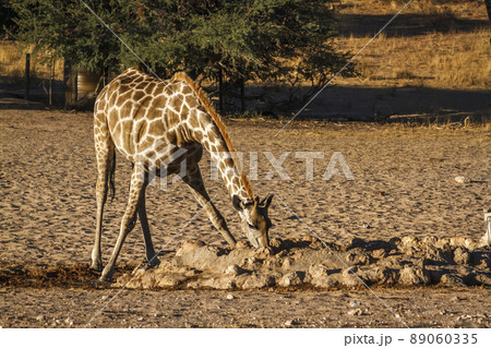 Giraffes in Kgalagadi transfrontier park, South Africa Giraffes in Kgalagadi transfrontier park, South Africa 89060335