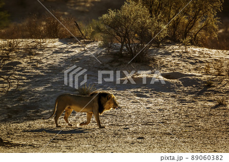 African lion in Kgalagadi transfrontier park, South Africa African lion in Kgalagadi transfrontier park, South Africa 89060382