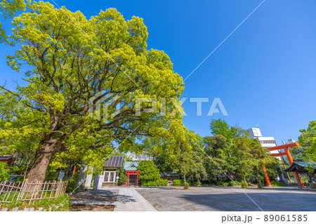 日本の川崎都市景観 新緑に包まれた川崎の稲毛神社 日本の川崎都市景観 新緑に包まれた川崎の稲毛神社 89061585