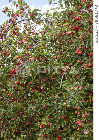 summer garden with fruit trees and apple harvest 89061743