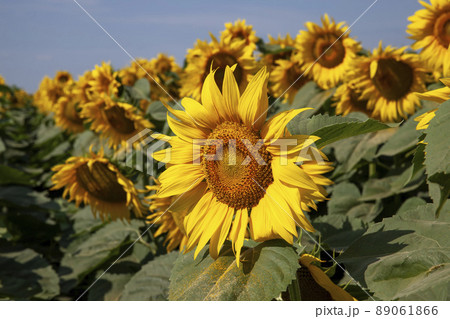 agriculture field with lots of sunflowers during flowering 89061866