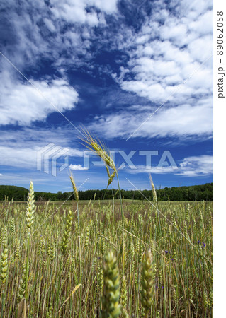 unripe dry wheat before the grain harvest unripe dry wheat before the grain harvest 89062058
