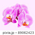 Beautiful orchid on pink background. Phalaenopsis in bloom 89062423