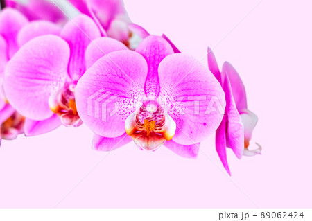 Beautiful orchid on pink background. Phalaenopsis in bloom 89062424