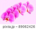 Beautiful orchid on pink background. Phalaenopsis in bloom 89062426