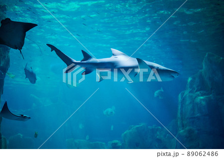 Big shark swim in blue water under light 89062486