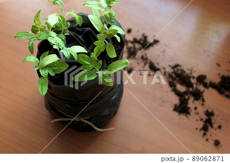 New way to germinate tomatoes. Space saving tomatoes seedlings method. New way to germinate tomatoes. Space saving tomatoes seedlings method. 89062871