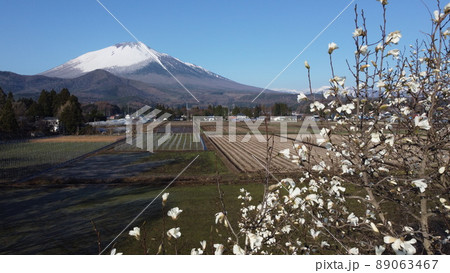 こぶし桜と岩手山 89063467