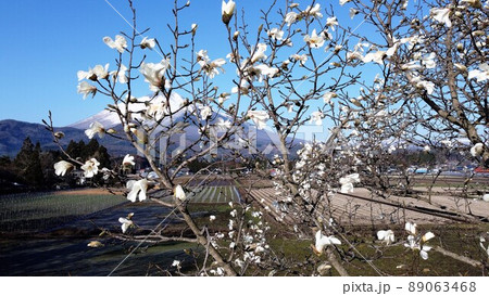 こぶし桜と岩手山2 89063468