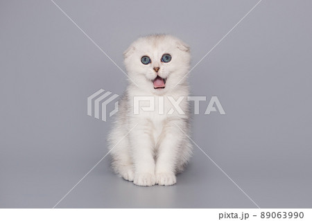 Small Scottish kitten grimaces and meows 89063990