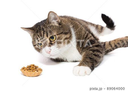 Grey cat lies and  tartlet with dry food 89064000