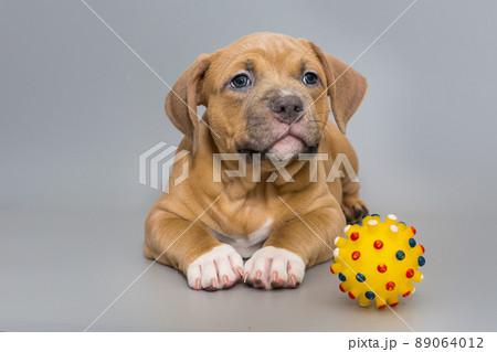 Small American bully puppy and a yellow ball Small American bully puppy and a yellow ball 89064012