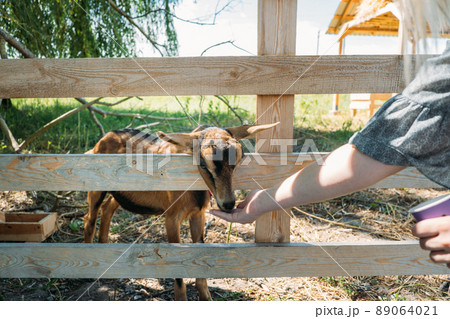 Goats on the farm. Brown goats standing in wooden shelter. Woman feeds the goats on the farm Beautiful day on the farm. Countryside landscape, rural farm and goats. Benefits of Goat Milk Goats on the farm. Brown goats standing in wooden shelter. Woman feeds the goats on the farm Beautiful day on the farm. Countryside landscape, rural farm and goats. Benefits of Goat Milk 89064021