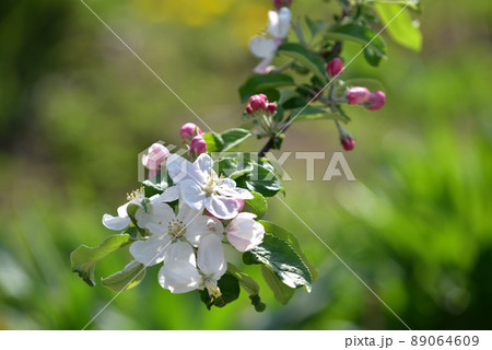 北杜市白州町、リンゴ(紅玉)の花 北杜市白州町、リンゴ(紅玉)の花 89064609