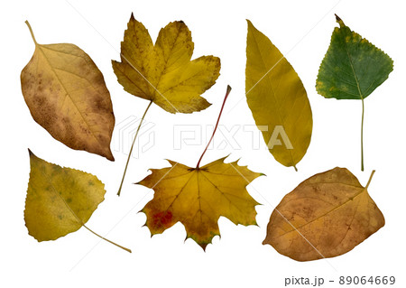 Bright yellow and orange autumn leaf, isolated object, cutout, isolated element on white background, seasonal spring or summer colorful mood, soft focus and clipping path 89064669
